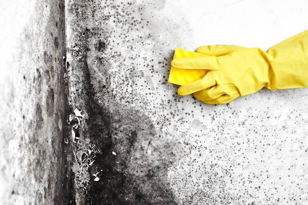 Best Professional Mold Removal  in Johnson City, NY