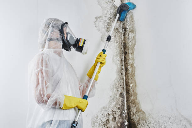 Best Home Mold Removal  in Johnson City, NY