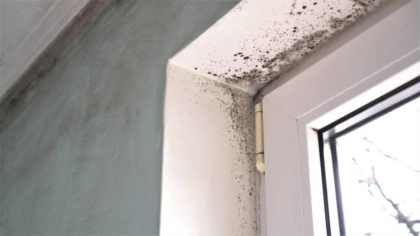 Best Mold Remediation Experts  in Johnson City, NY