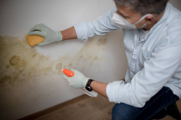 Best Affordable Mold Removal  in Johnson City, NY