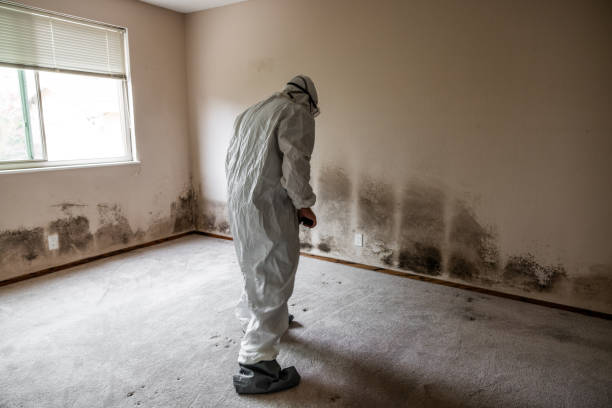 Best Best Mold Removal Companies  in Johnson City, NY