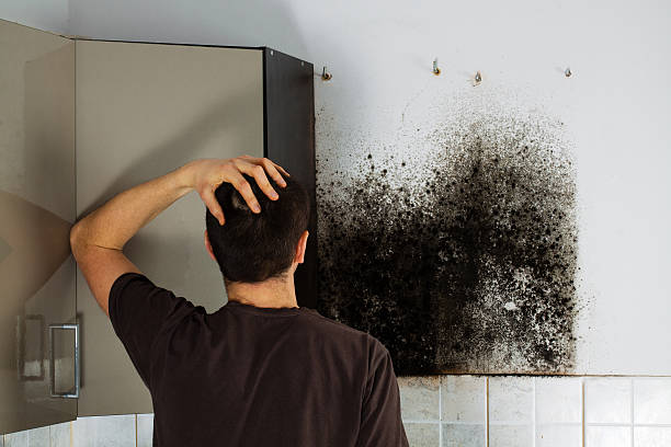 Best Professional Mold Removal  in Johnson City, NY