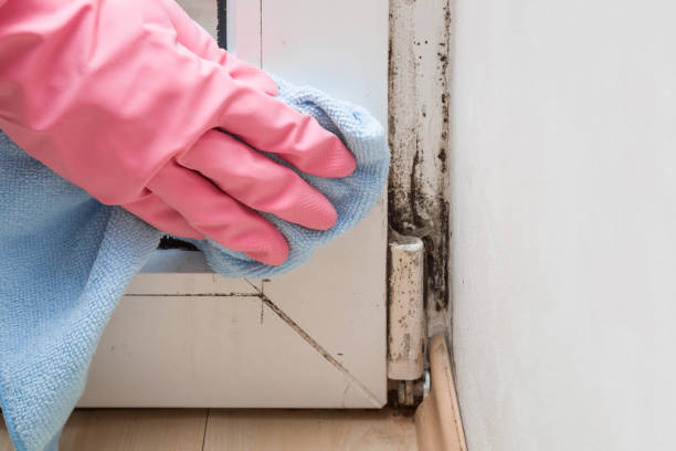 Best Mold Remediation  in Johnson City, NY