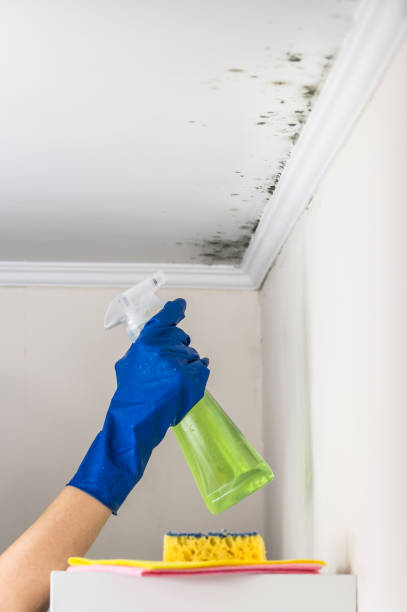 Best Attic Mold Removal  in Johnson City, NY